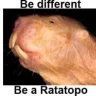 Ratatopo